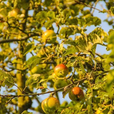Gutshof Dubnitz -ferienwohnung 9  Elsa *