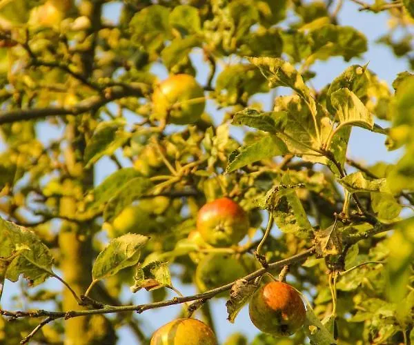 Gutshof Dubnitz -ferienwohnung 9 